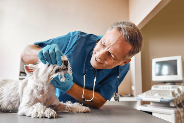 Best Mobile Emergency Dentist in Charlotte, MI